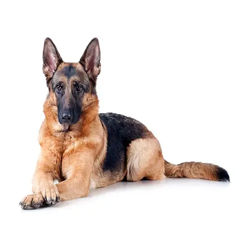 German Shephard